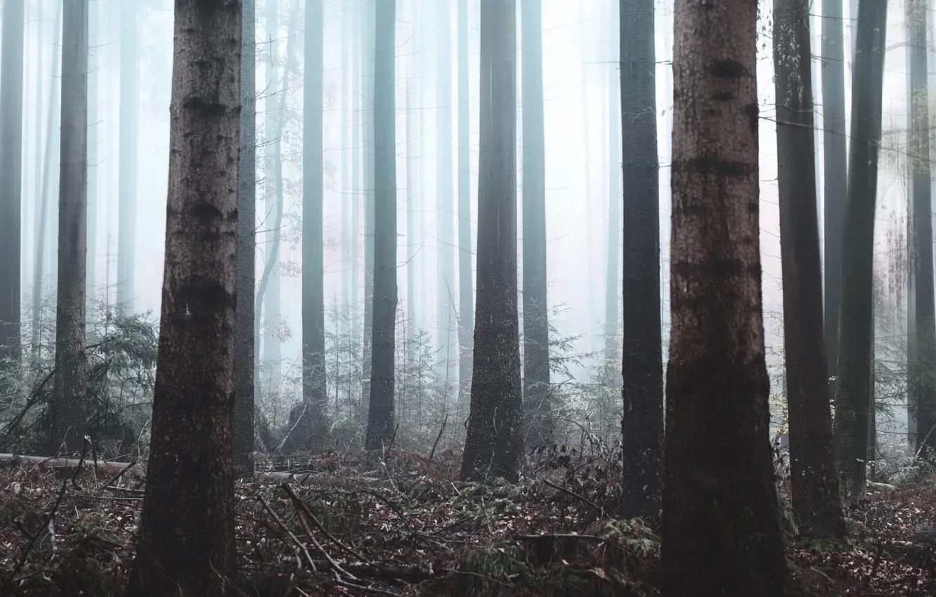 Photo wallpaper forest, trees, nature, fog, vegetation