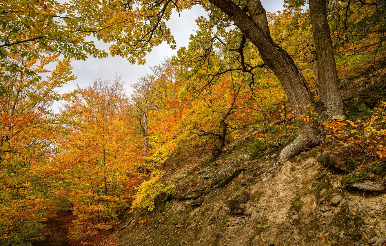 Photo wallpaper autumn, forest, trees, branches, nature, stones, rocks, foliage