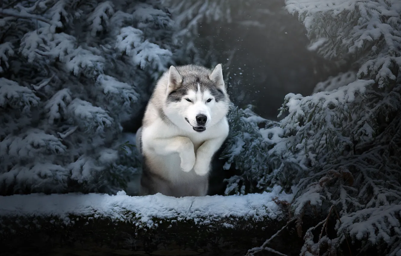 Photo wallpaper winter, snow, trees, nature, animal, jump, dog, ate
