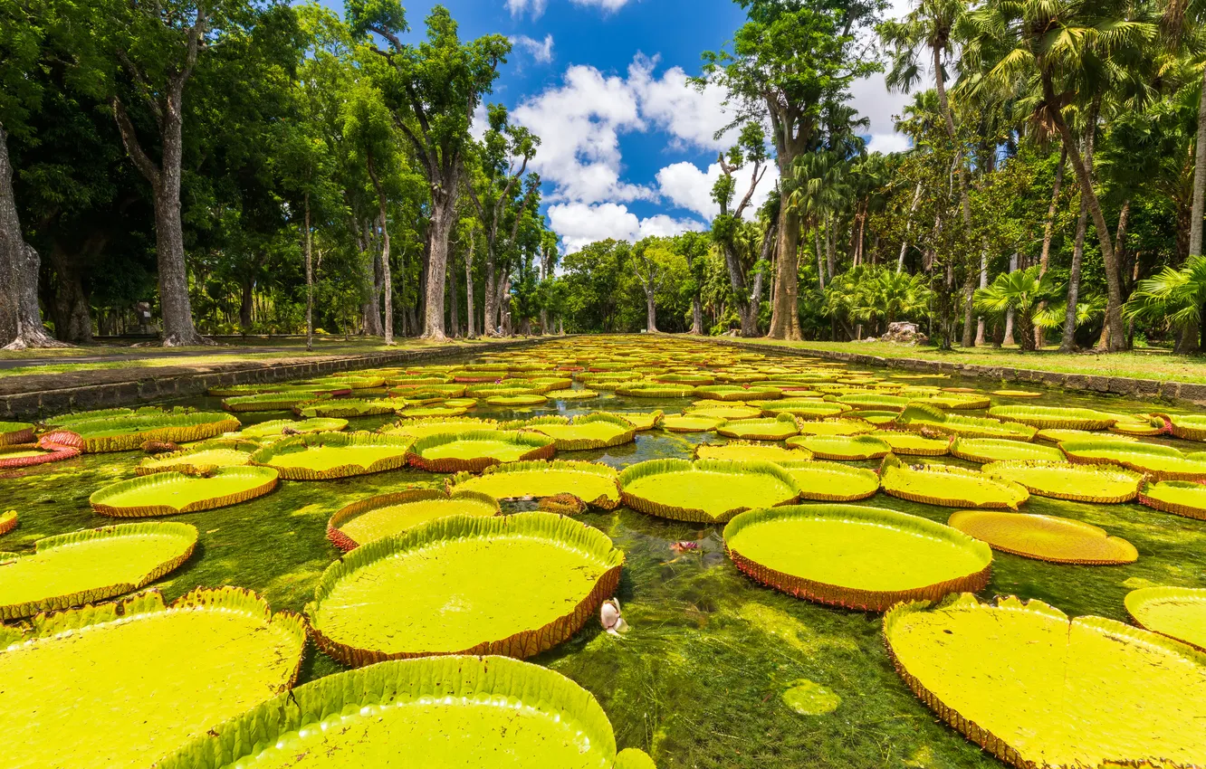 Photo wallpaper greens, the sky, leaves, clouds, trees, lake, tropics, pond