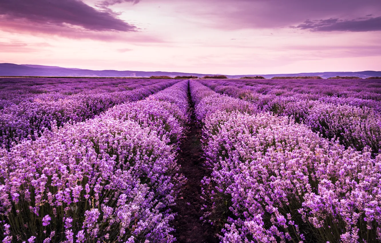 Photo wallpaper field, summer, the sky, landscape, sunset, flowers, purple, lavender