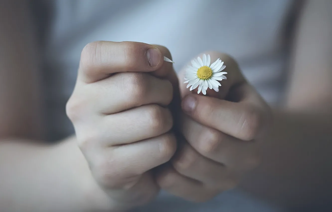 Photo wallpaper flower, hands, Daisy
