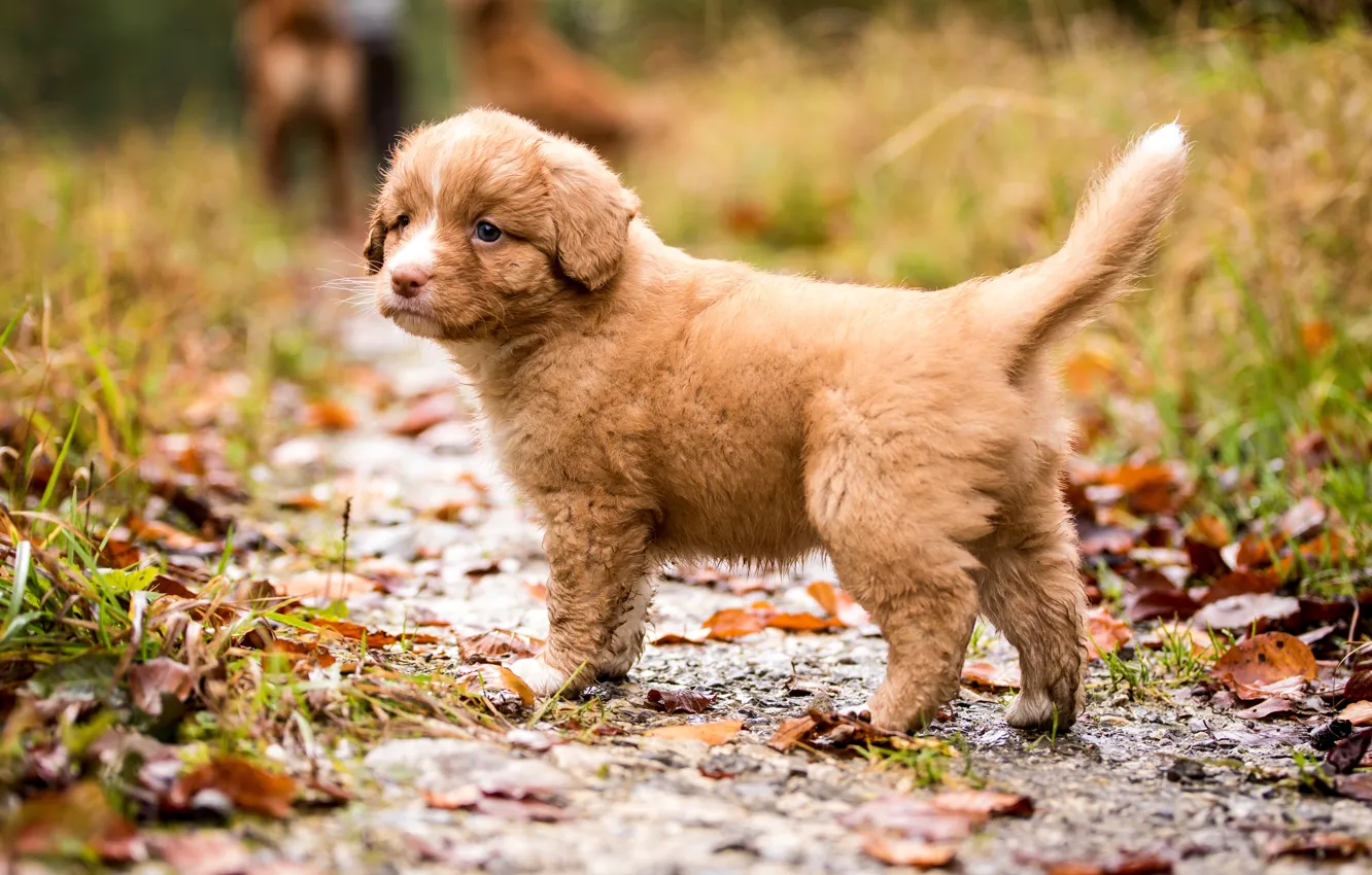 Photo wallpaper autumn, leaves, nature, dog, baby, red, puppy, path