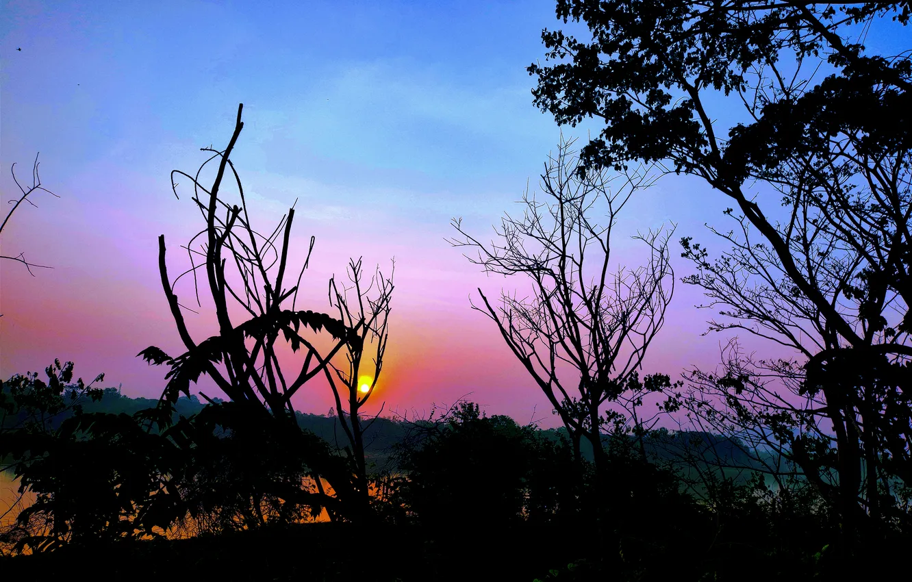 Photo wallpaper trees, water, lake, morning, sun, sunrise, dawn, woods
