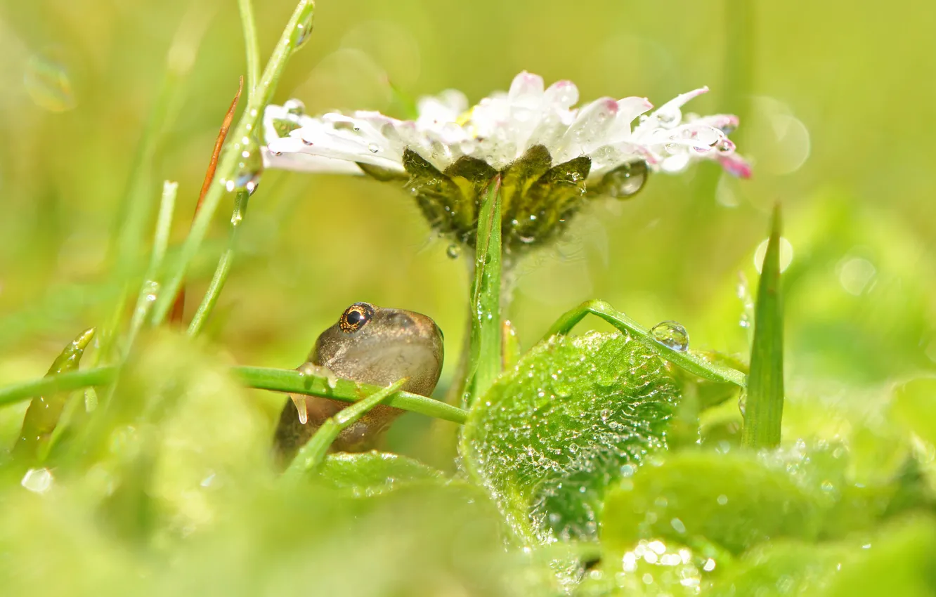 Photo wallpaper flower, grass, drops, glare, frog