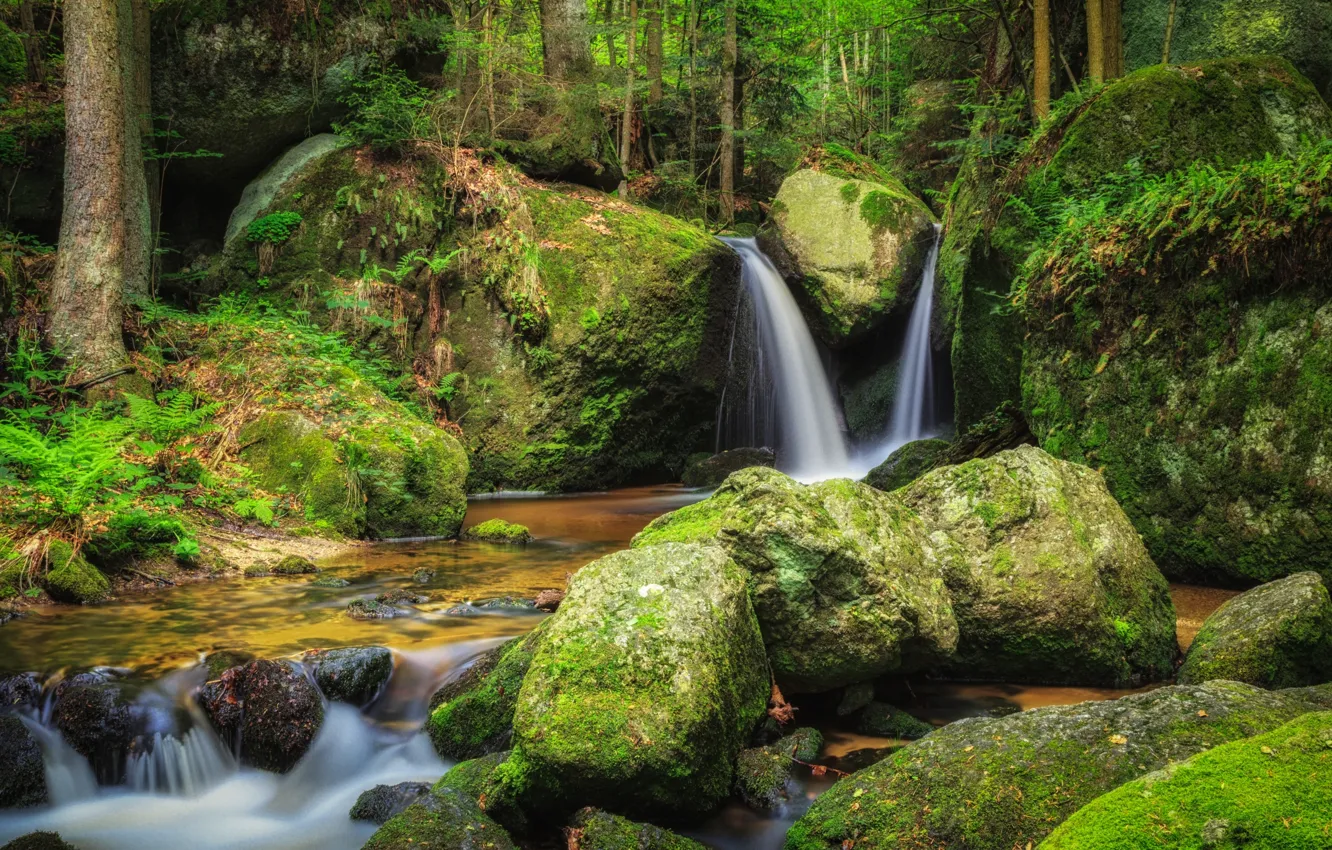 Photo wallpaper forest, water, river, stones, moss