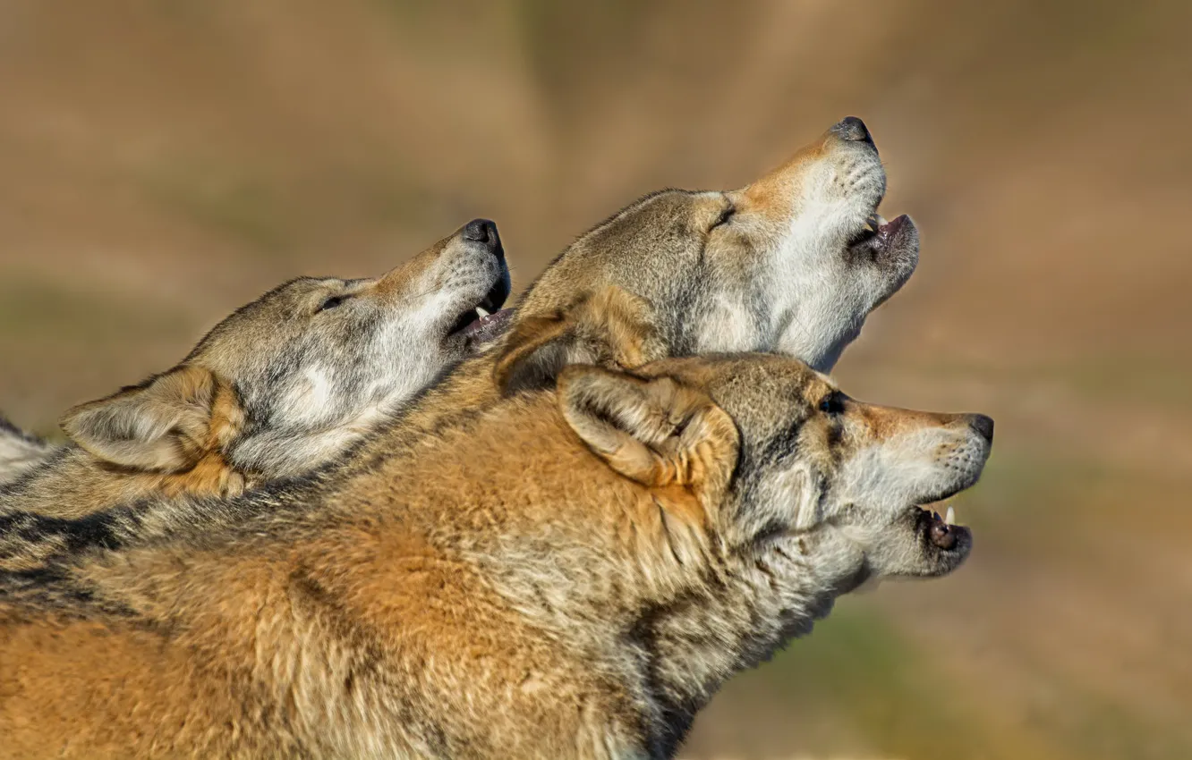 Photo wallpaper nature, animals, wolves