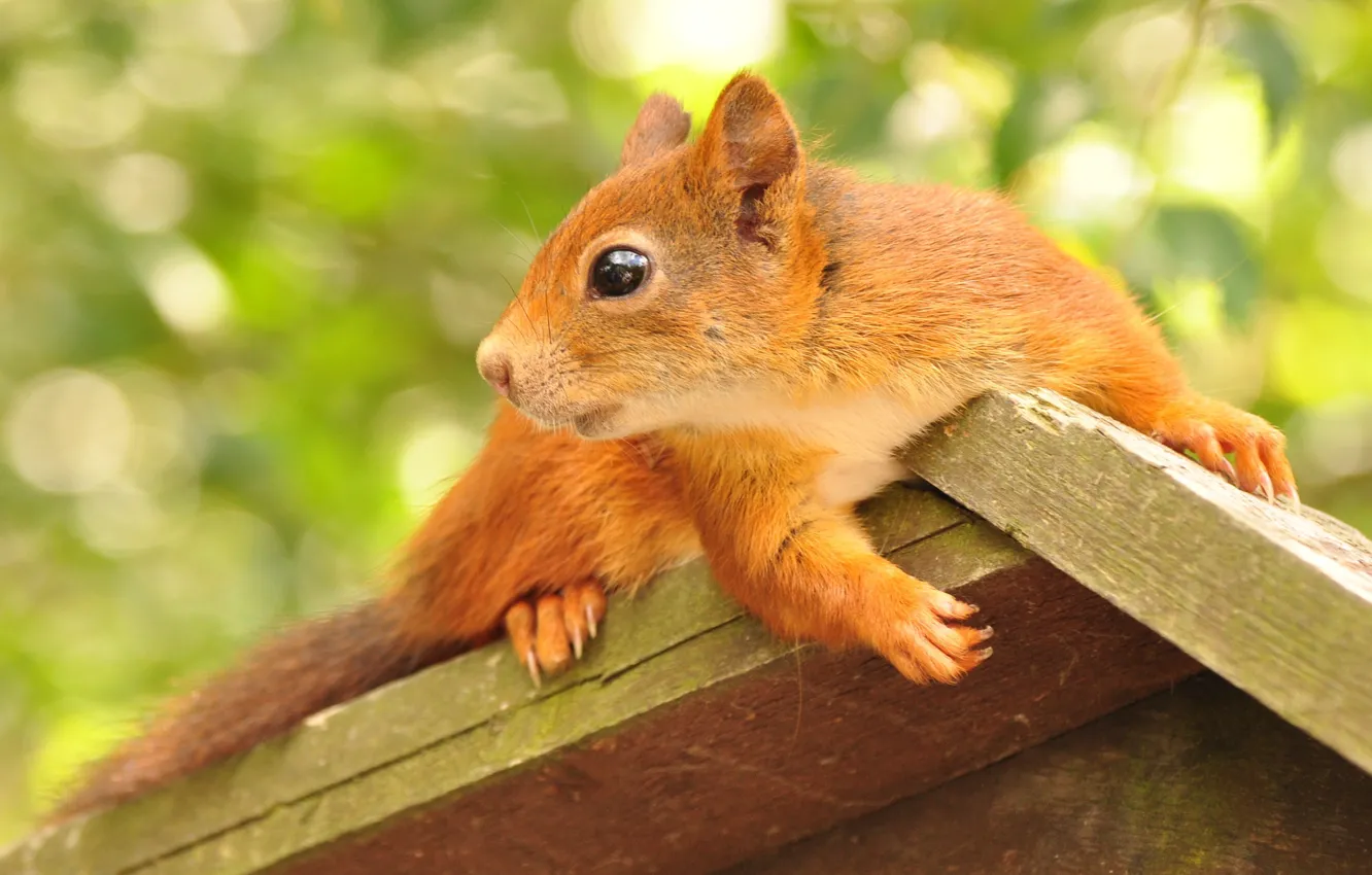 Photo wallpaper animal, foliage, protein, profile, house, rodent, feeder