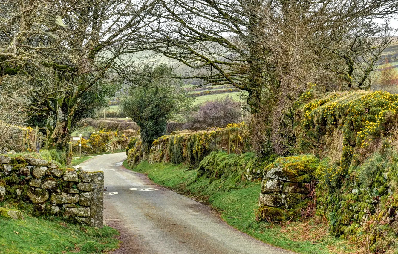 Photo wallpaper road, trees, stones, England, moss, Widecombe in the Moor
