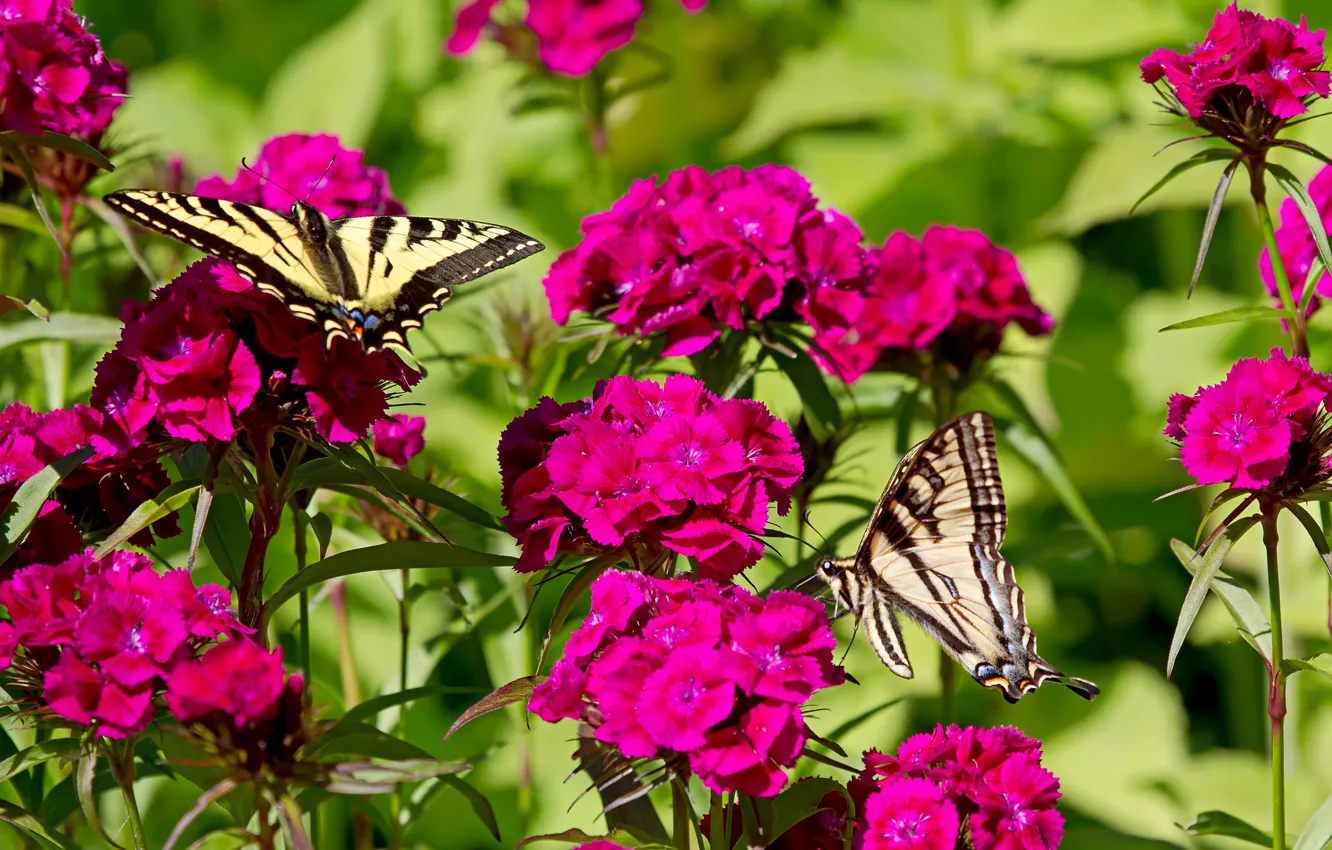 Photo wallpaper flowers, butterfly, clove