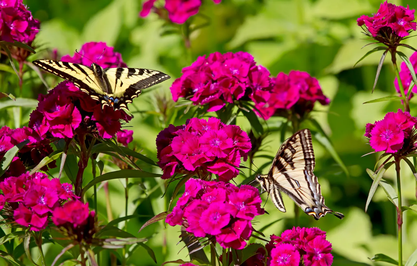 Photo wallpaper butterfly, flowers, clove