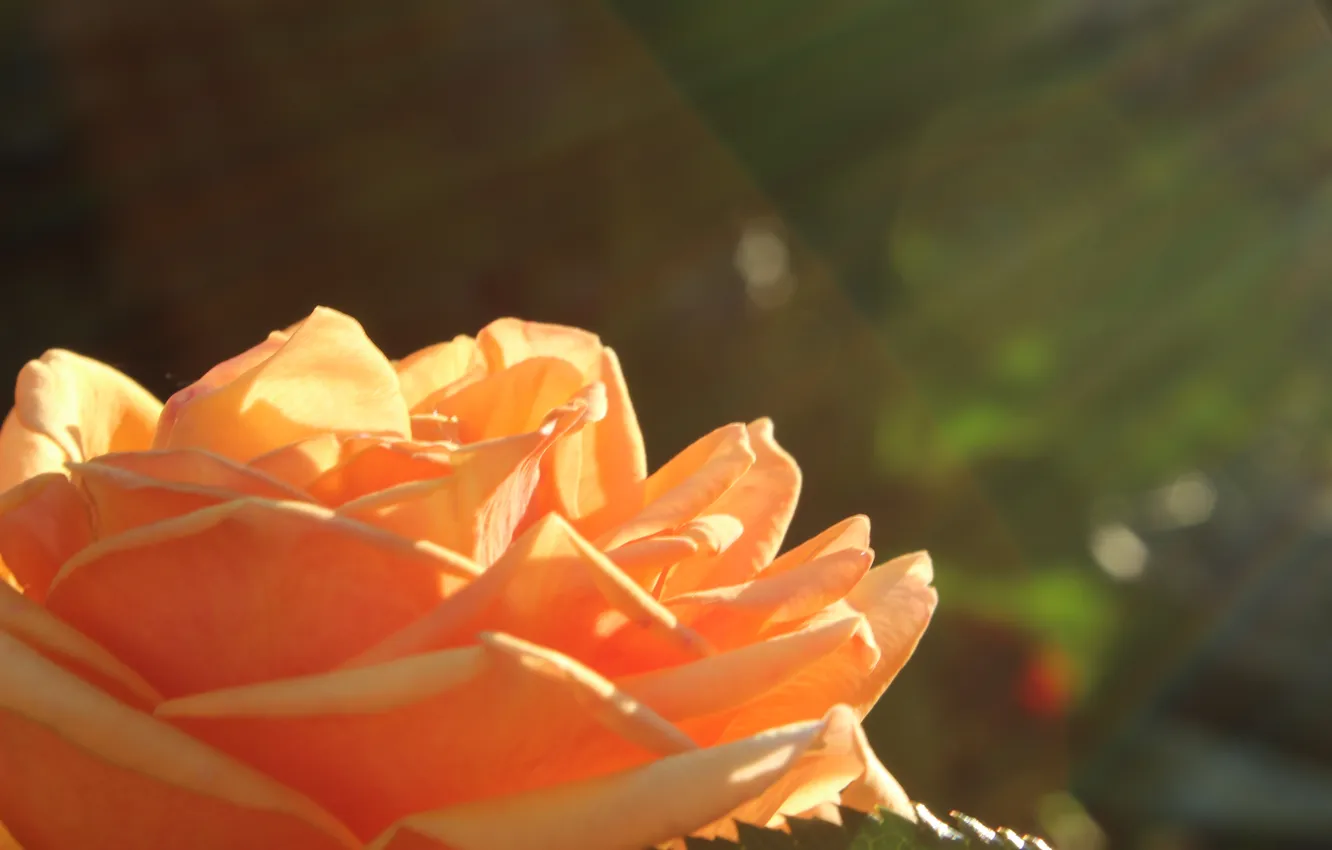 Photo wallpaper flower, rose, petals, the sun's rays