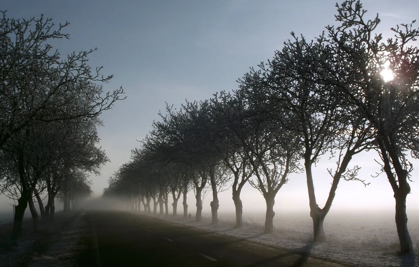 Photo wallpaper road, trees, fog, morning