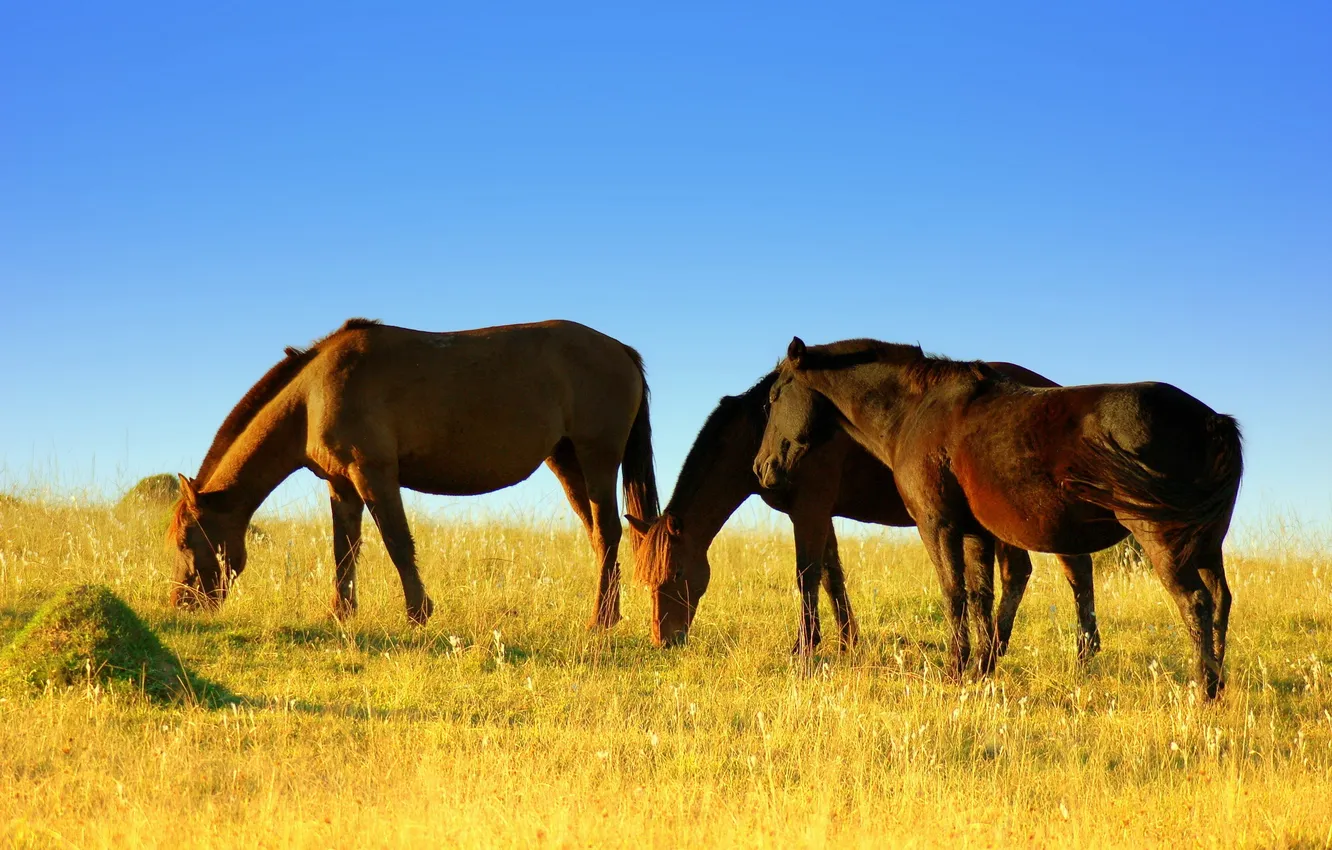 Photo wallpaper field, summer, horses