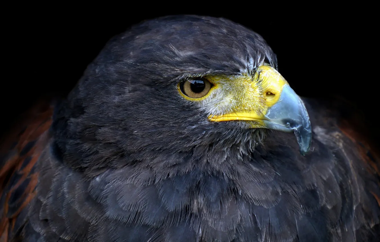 Photo wallpaper eyes, eagle, predator, beak