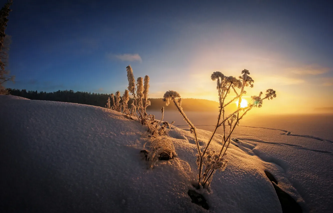 Photo wallpaper winter, snow, morning