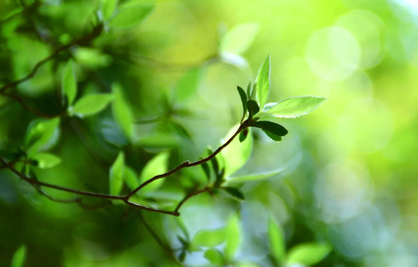Photo wallpaper greens, summer, freshness, branches, nature, branch, foliage, leaf