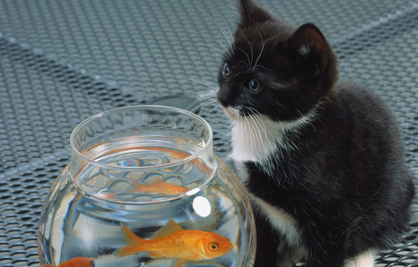 Photo wallpaper cat, white, cat, kitty, black, aquarium, fish, cat