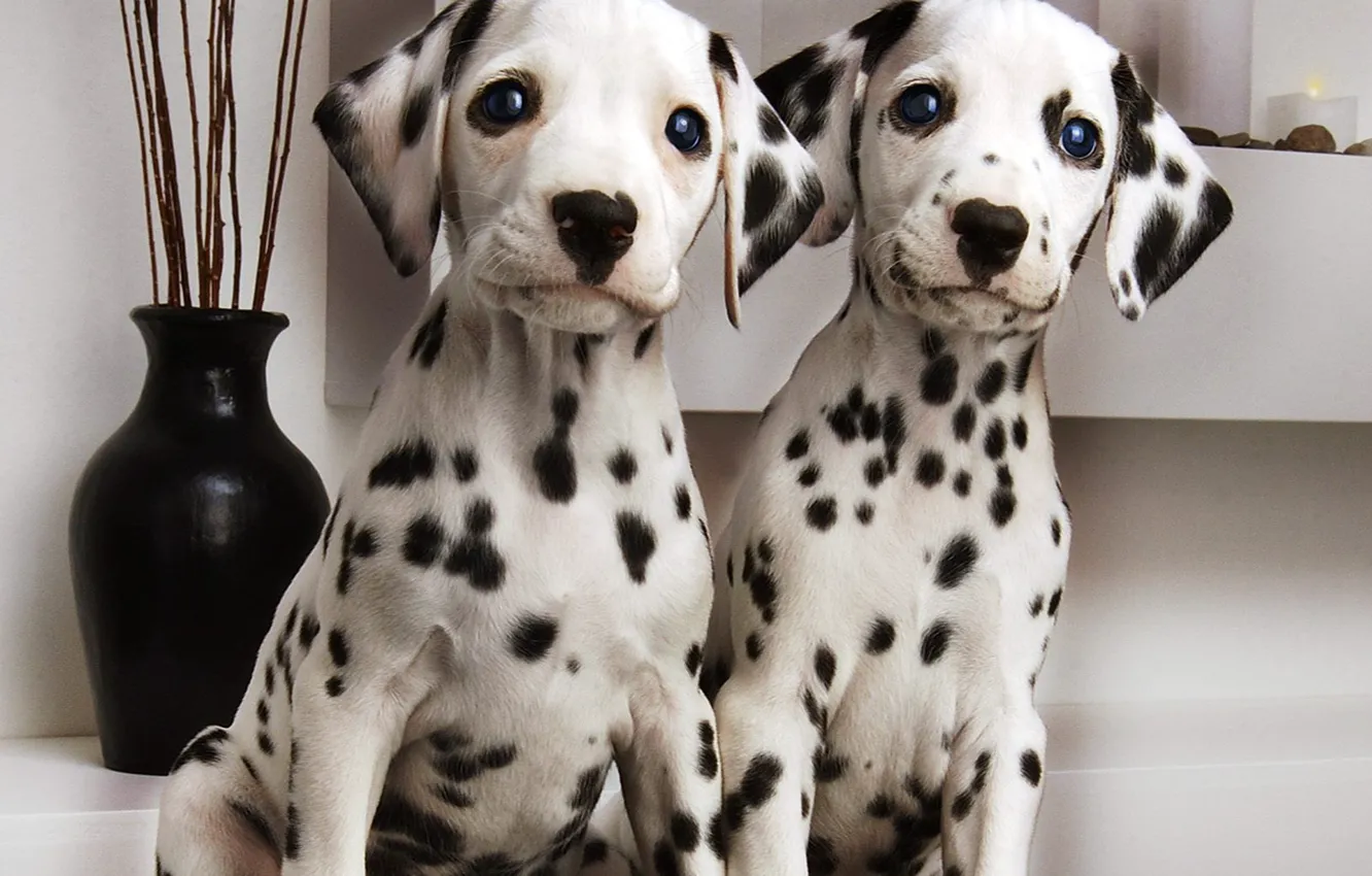 Photo wallpaper pair, Dalmatians, vase