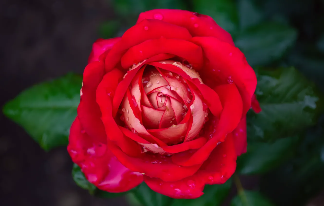 Photo wallpaper leaves, water, drops, background, roses, buds, the bushes