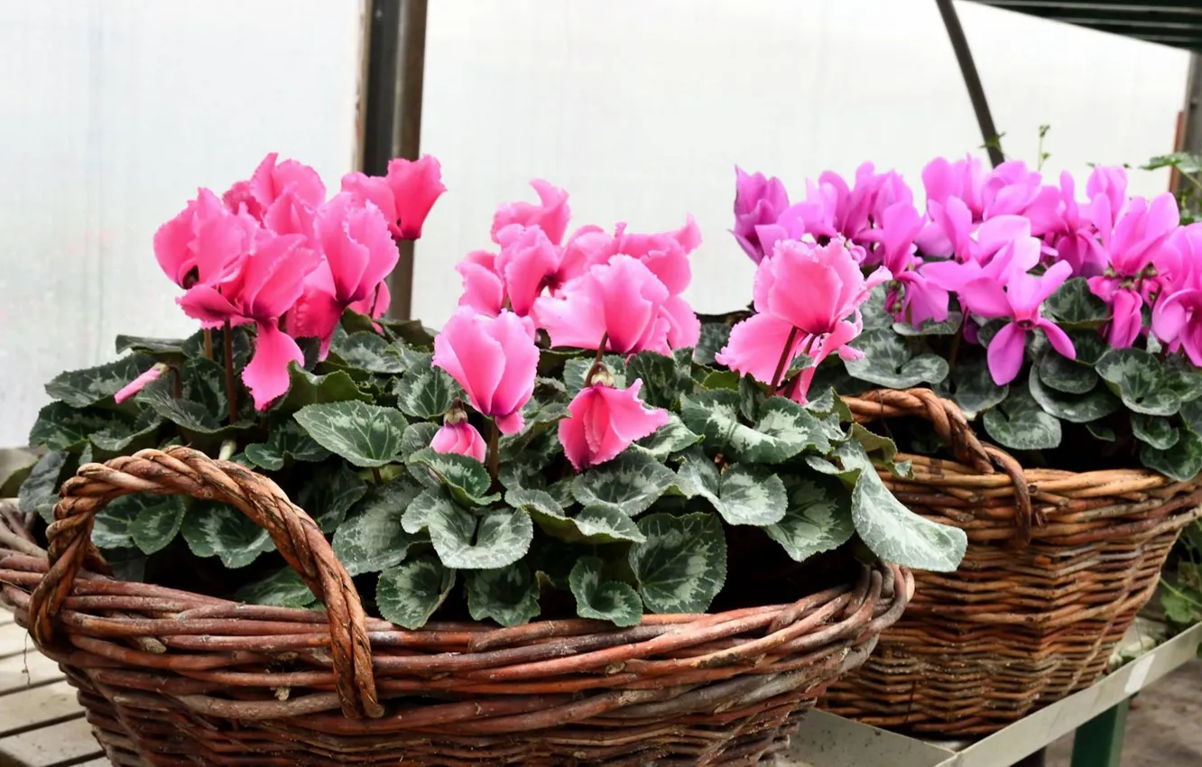 Photo wallpaper flower, basket, cyclamen
