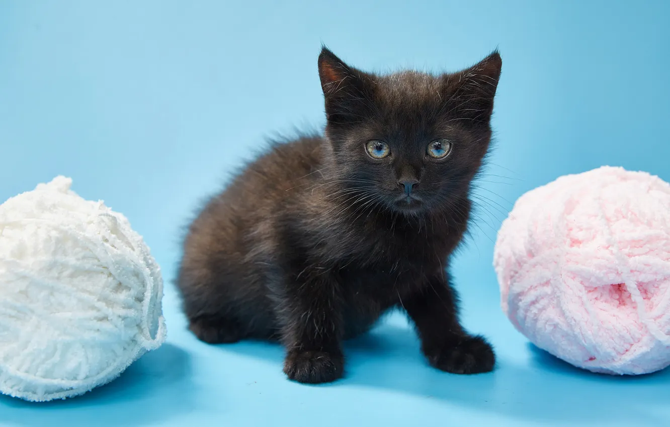 Photo wallpaper cat, look, pose, kitty, face