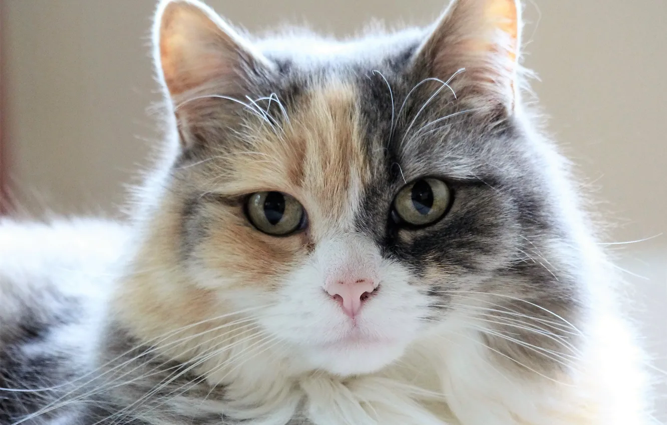 Photo wallpaper cat, look, muzzle, fluffy