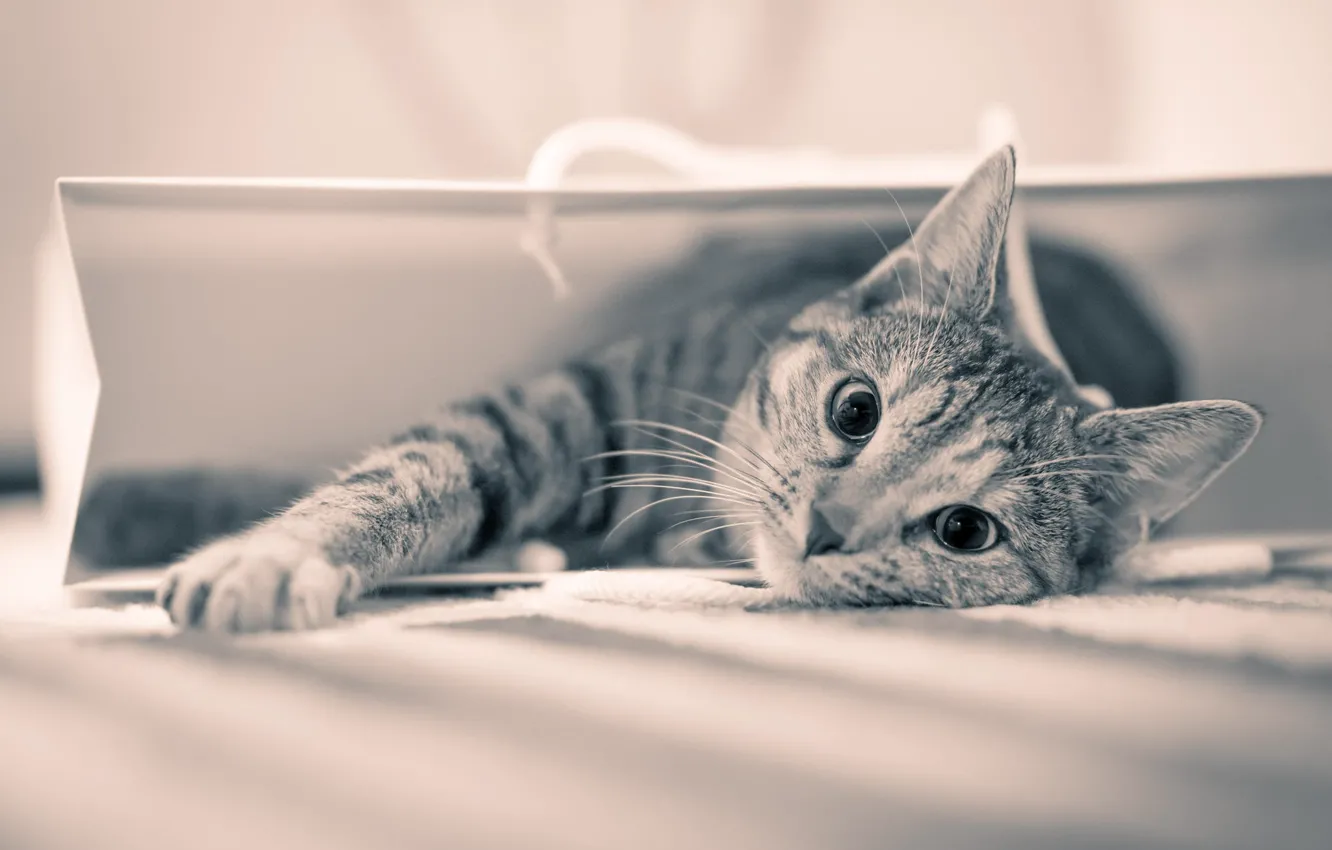 Photo wallpaper cat, look, wool, package