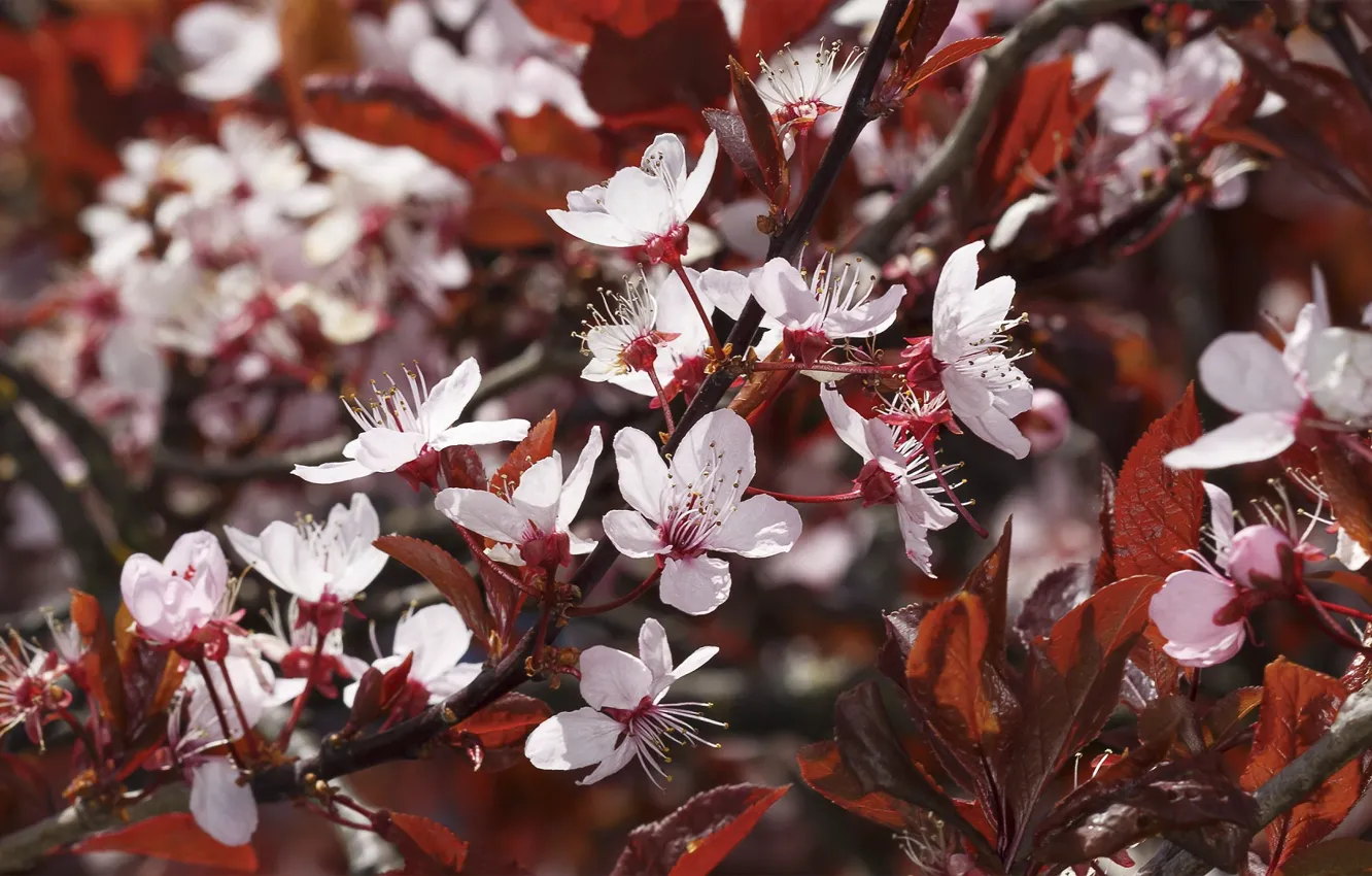 Photo wallpaper spring, flowering, red leaves, red plum