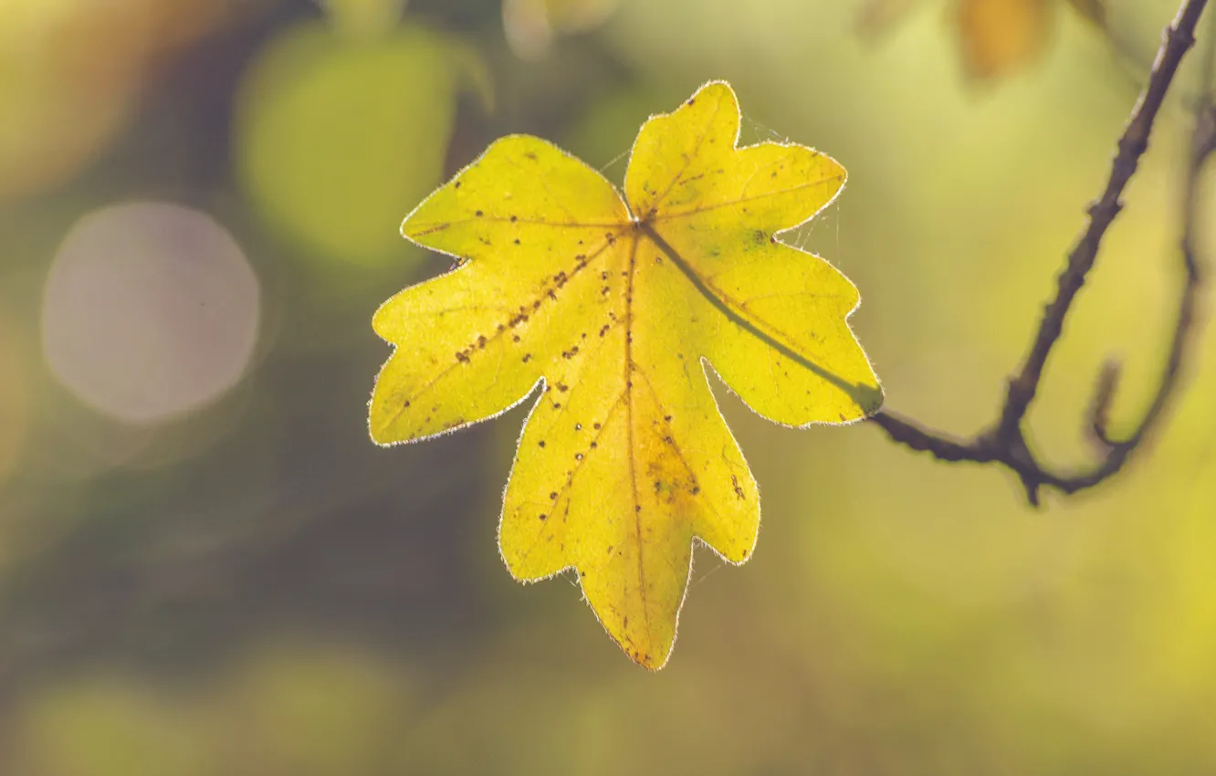 Photo wallpaper autumn, leaf, sunny