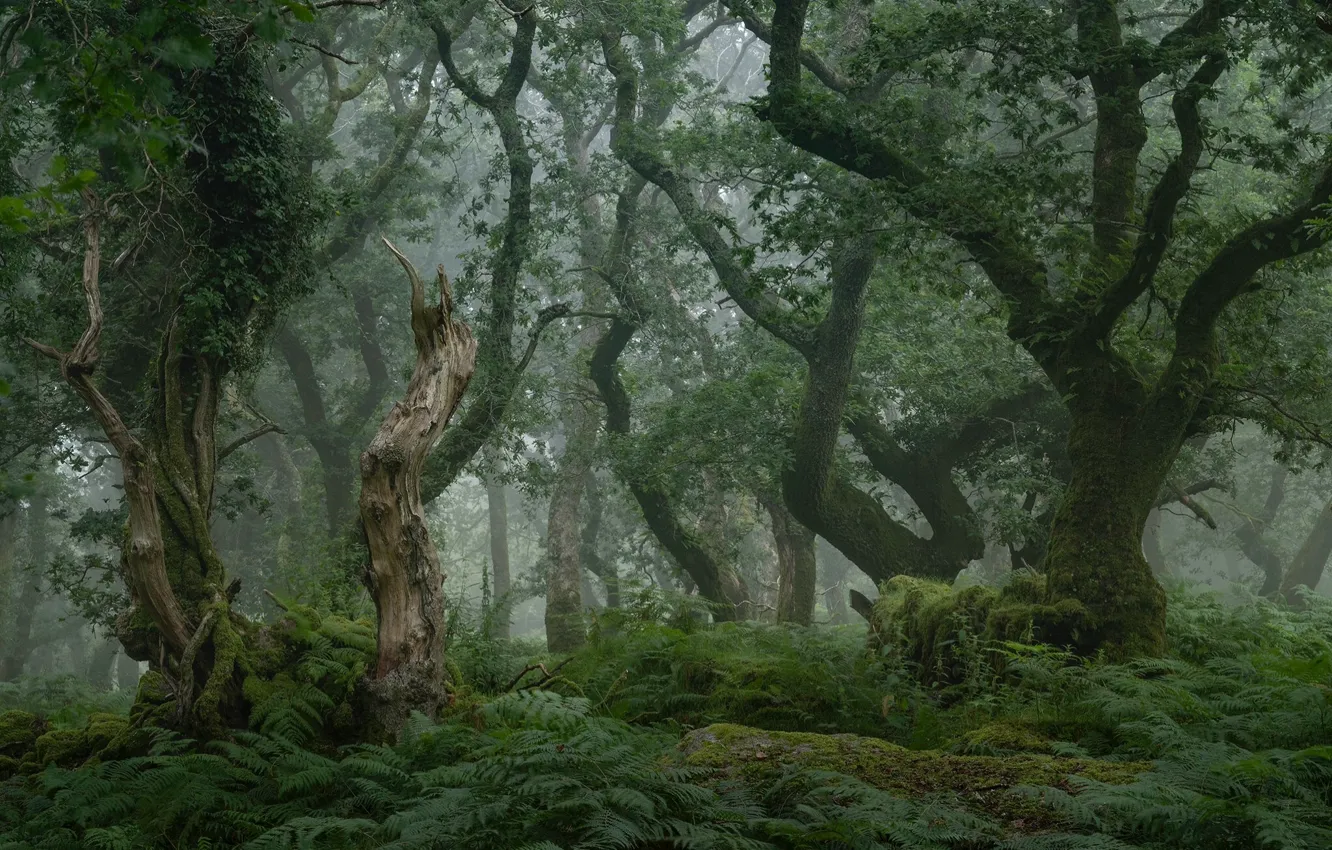 Photo wallpaper forest, trees, nature, fog, fern