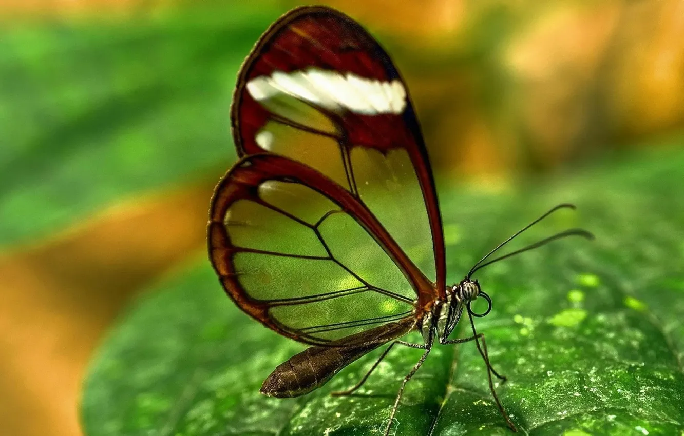 Photo wallpaper macro, nature, butterfly, leaf, wings, insect, nature, wings