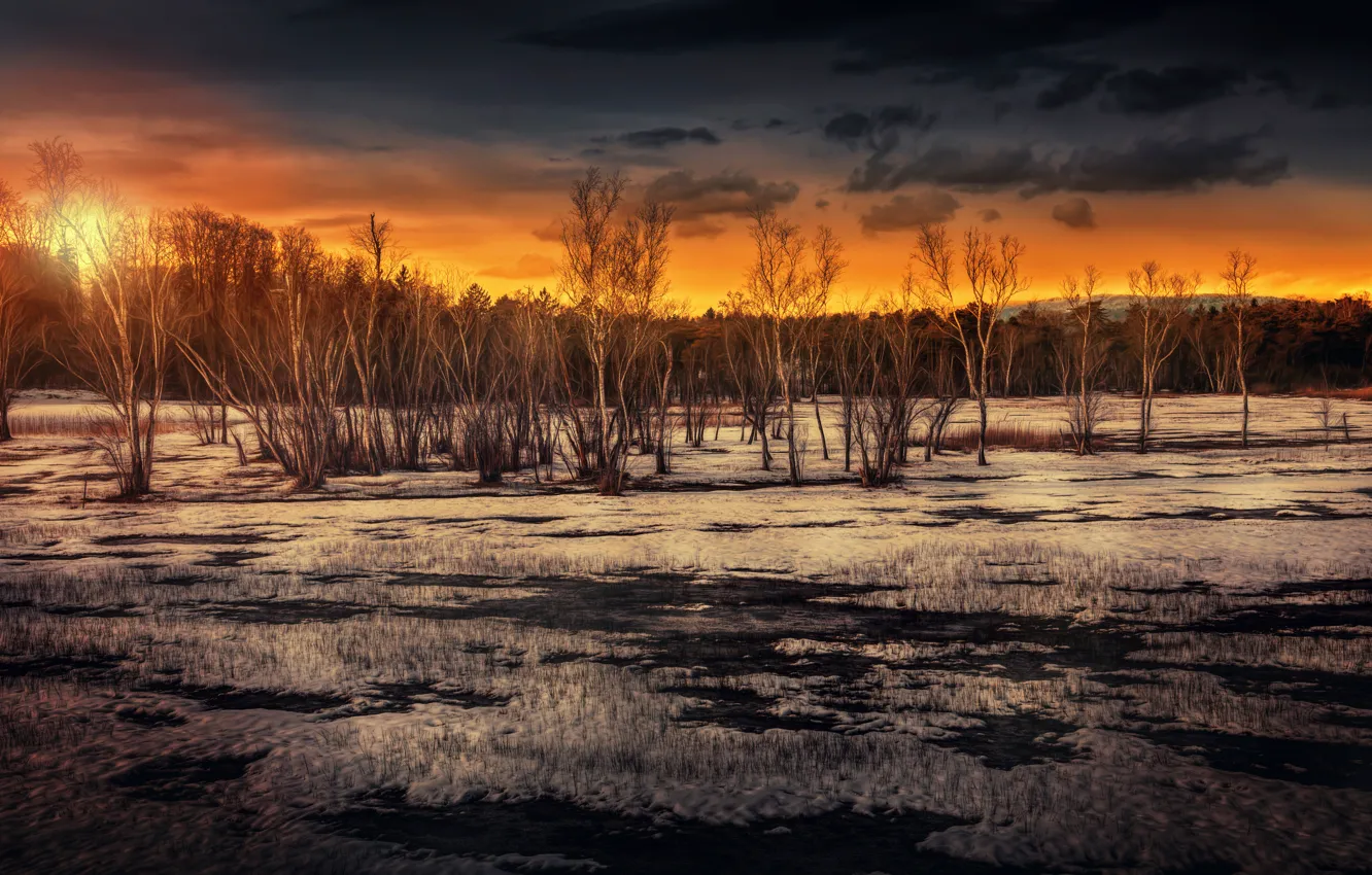 Photo wallpaper the sun, trees, treatment, Marshland sunset