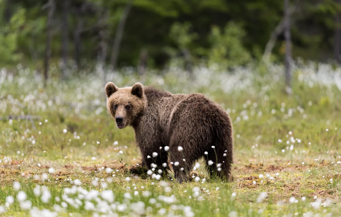 Photo wallpaper nature, glade, bear, bear