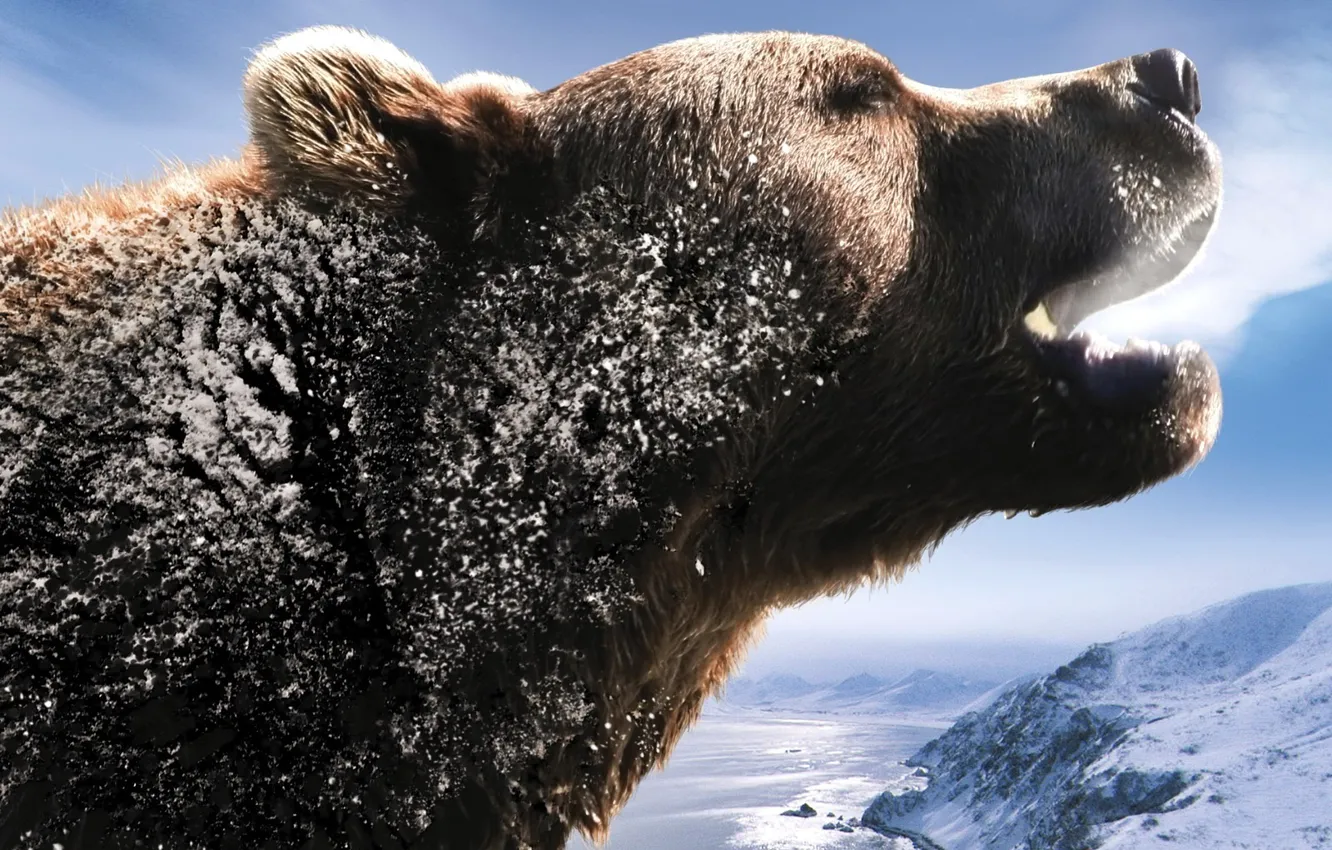 Photo wallpaper snow, bear, Russia, roar