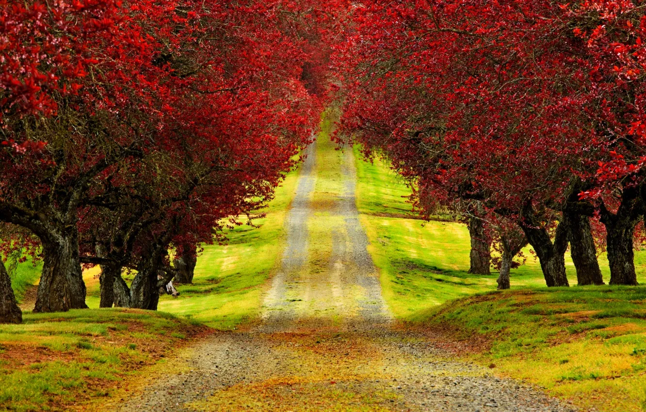 Photo wallpaper road, autumn, forest, leaves, trees, nature, time, Park