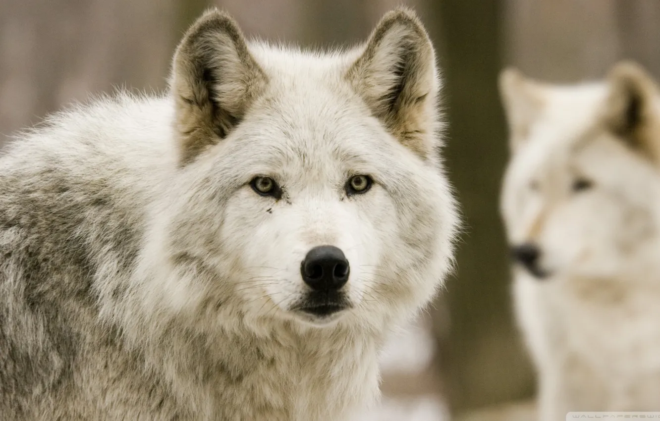 Photo wallpaper nature, Gray Wolf, face, animal, wolf, canis lupus, wildlife, head