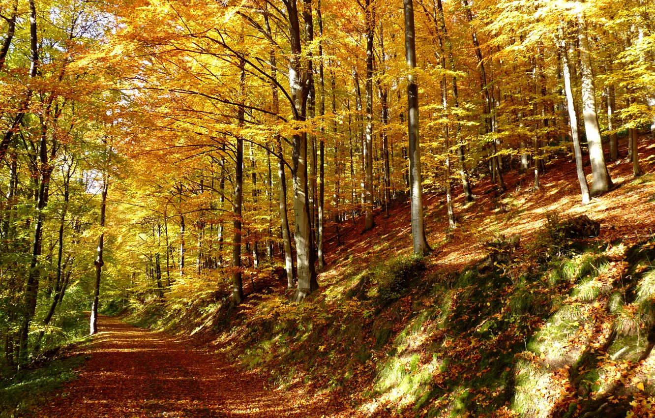 Photo wallpaper forest, leaves, trees, trail, Autumn, forest, falling leaves, trees
