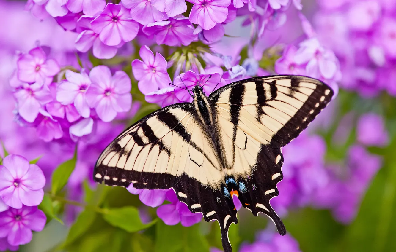 Photo wallpaper macro, flowers, butterfly, Phlox, Papilio Glaucus