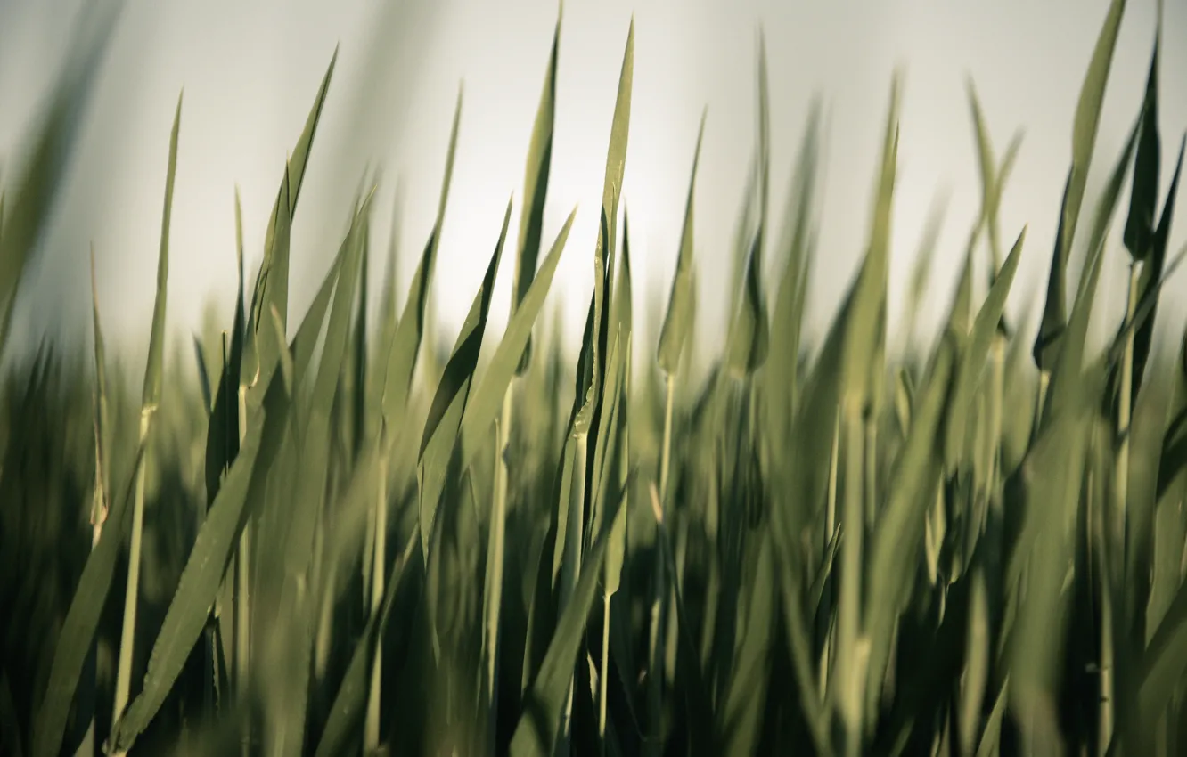 Photo wallpaper greens, grass, photographer, sedge, markus spiske