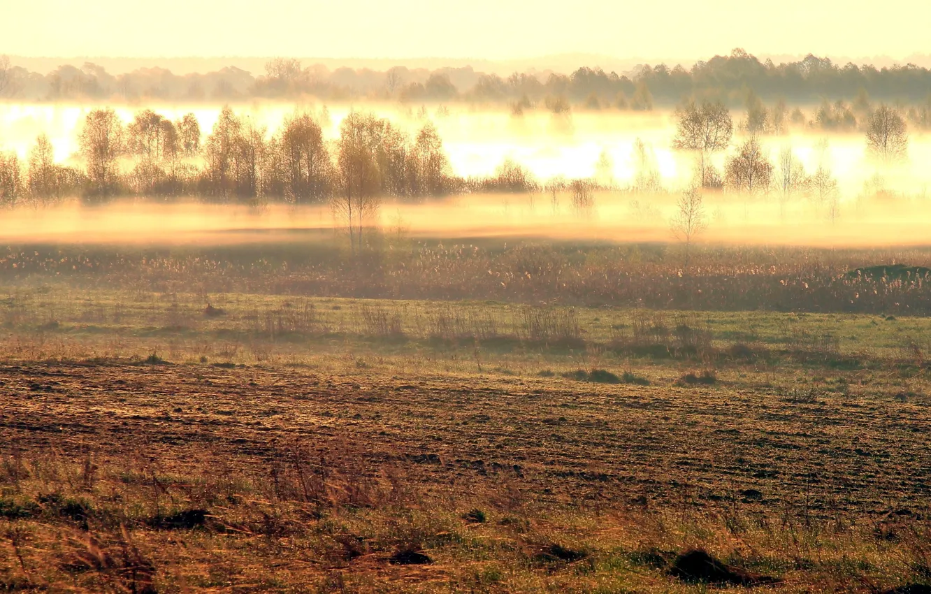Photo wallpaper field, landscape, nature, fog, morning