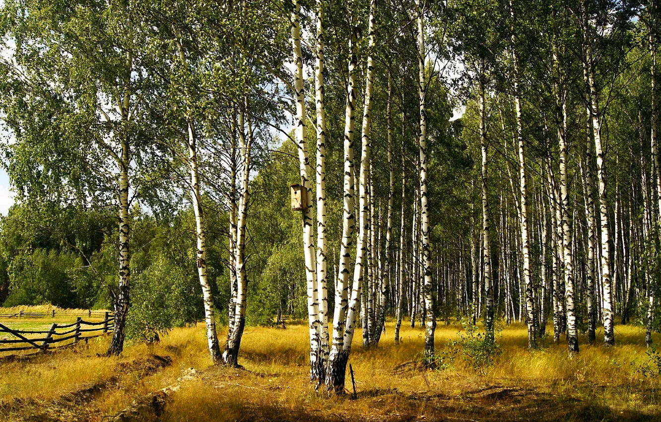 Photo wallpaper nature, birch, grove
