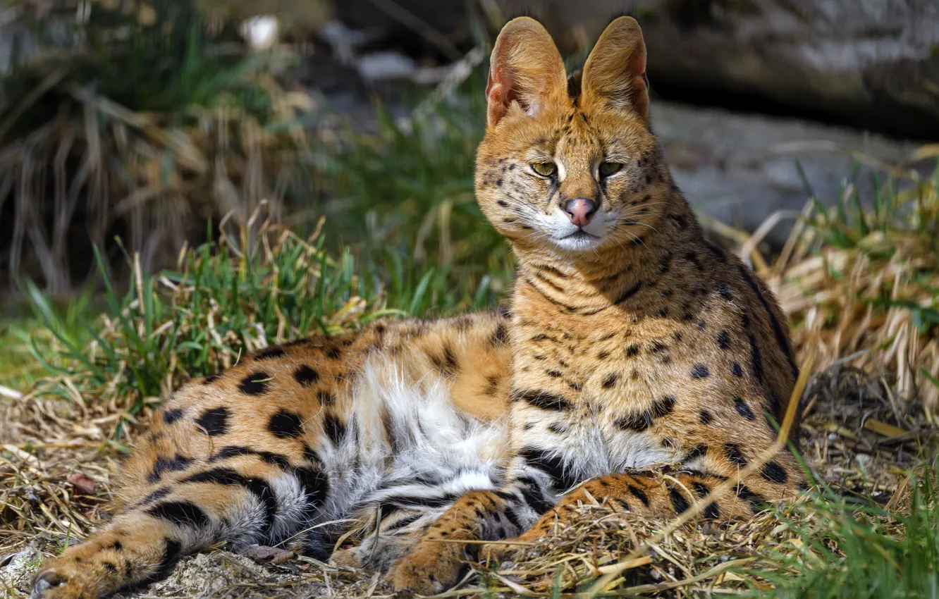 Photo wallpaper grass, look, face, nature, lies, bokeh, Serval