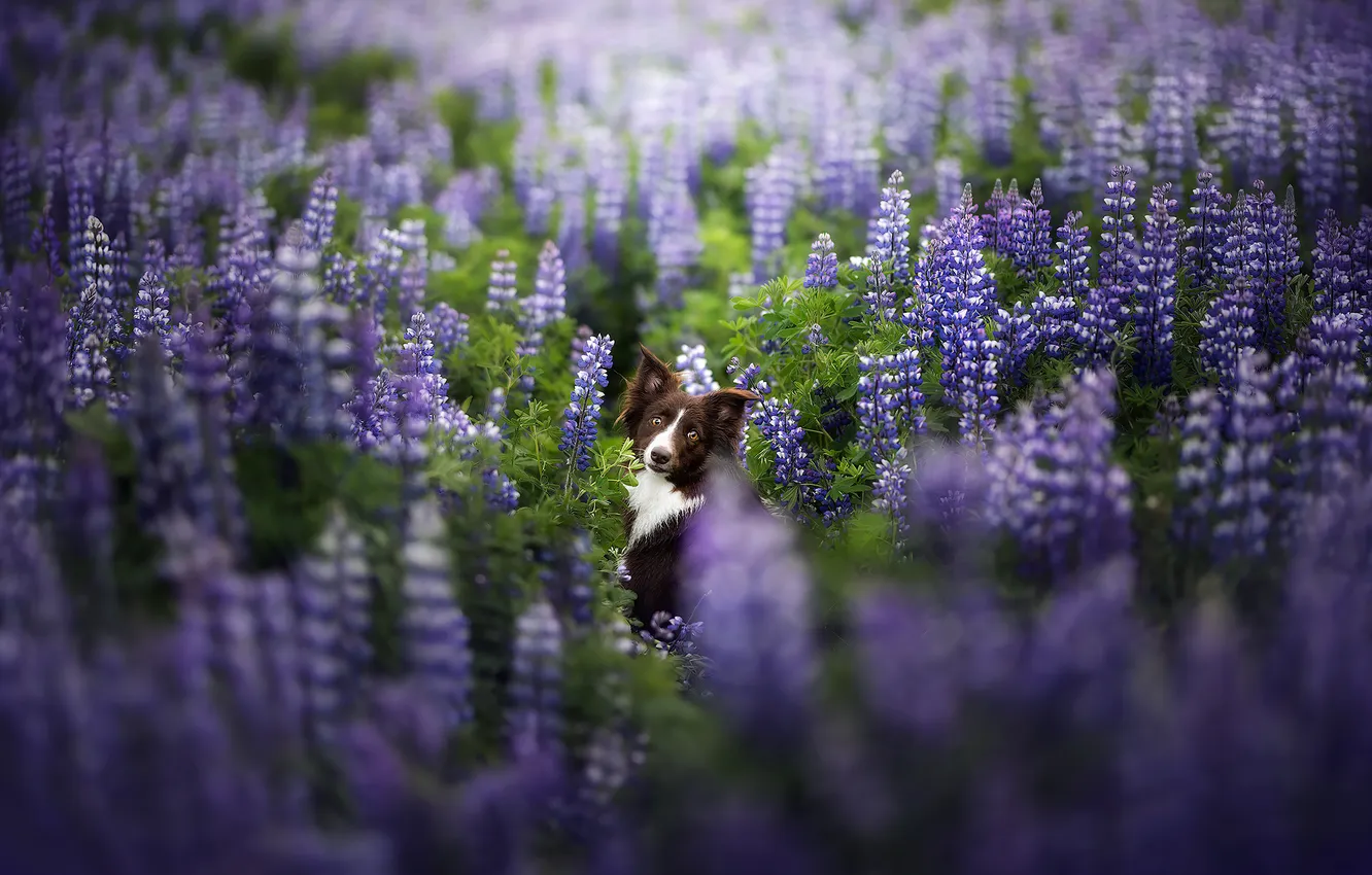 Photo wallpaper look, nature, pose, dog, face