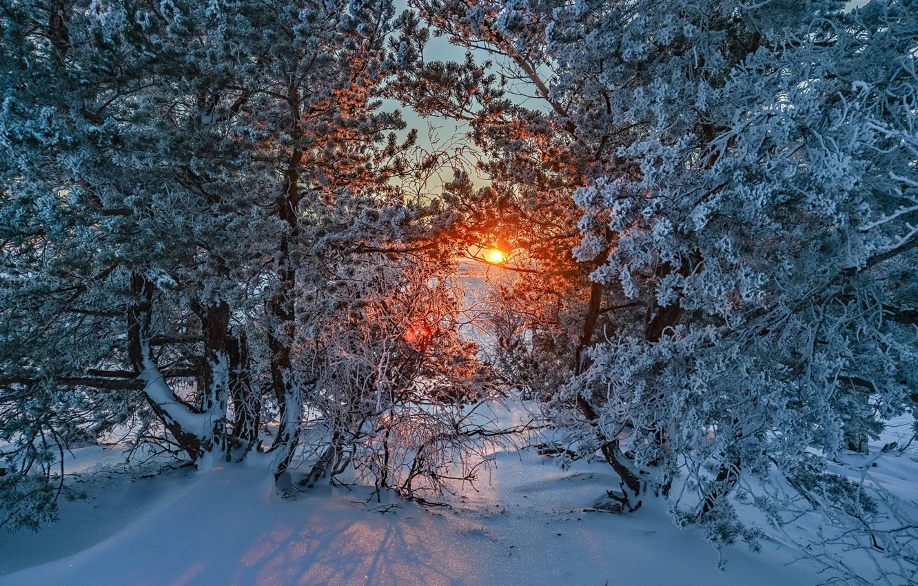 Photo wallpaper winter, frost, snow, trees, sunset