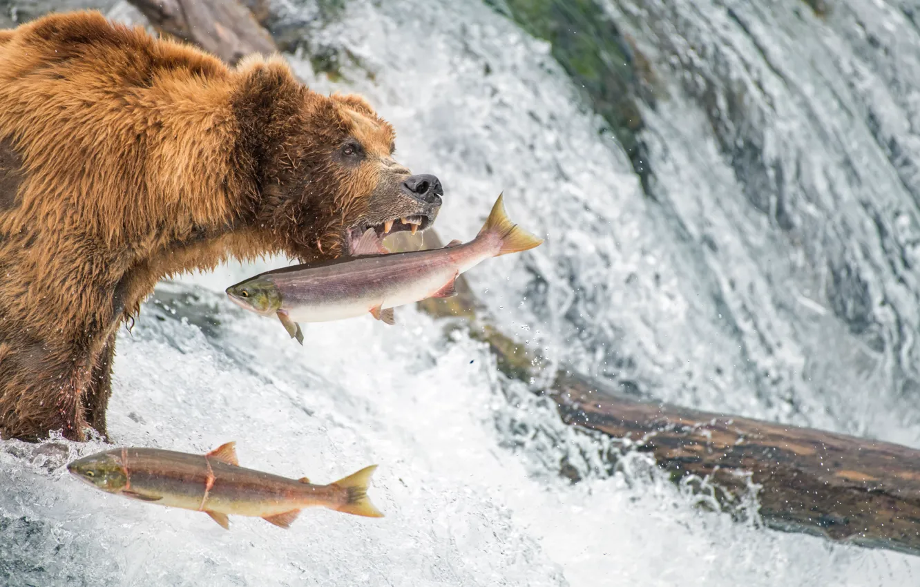 Photo wallpaper fishing, waterfall, fish, bear, Alaska, grizzly, salmon