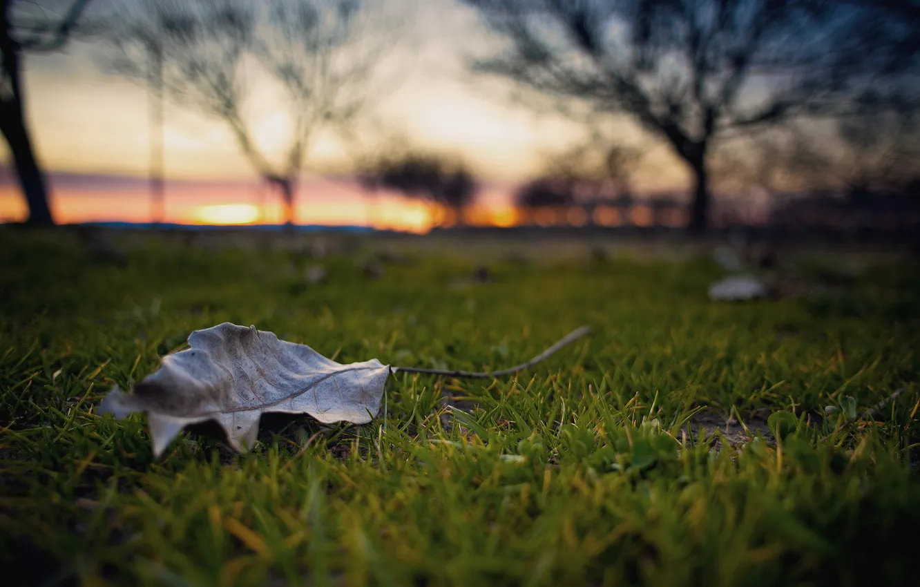 Photo wallpaper leaves, macro, nature