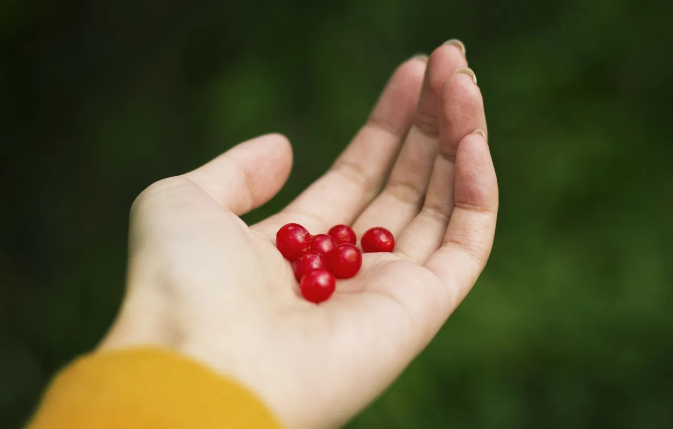 Photo wallpaper berries, hands, fingers