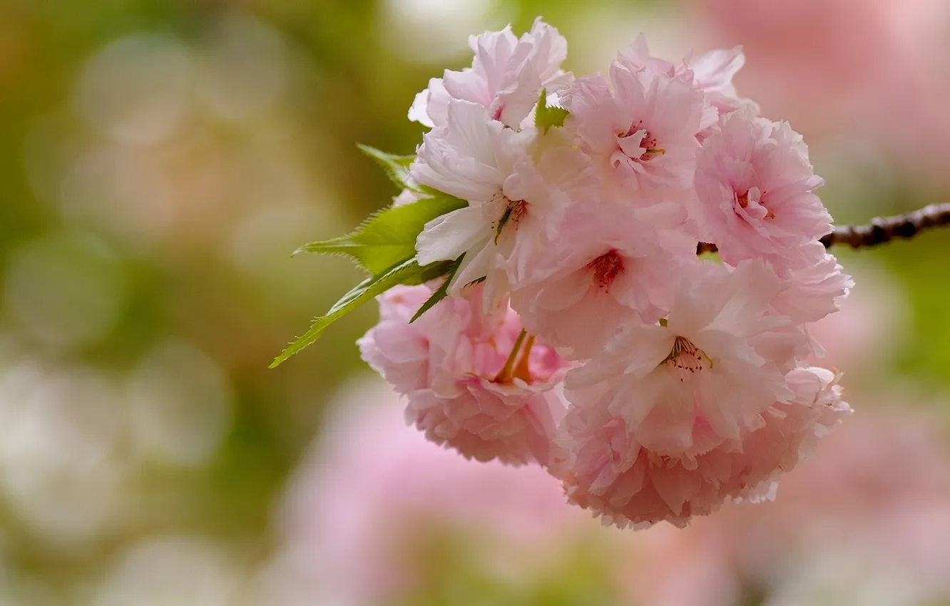 Photo wallpaper macro, branch, Sakura, flowering, inflorescence