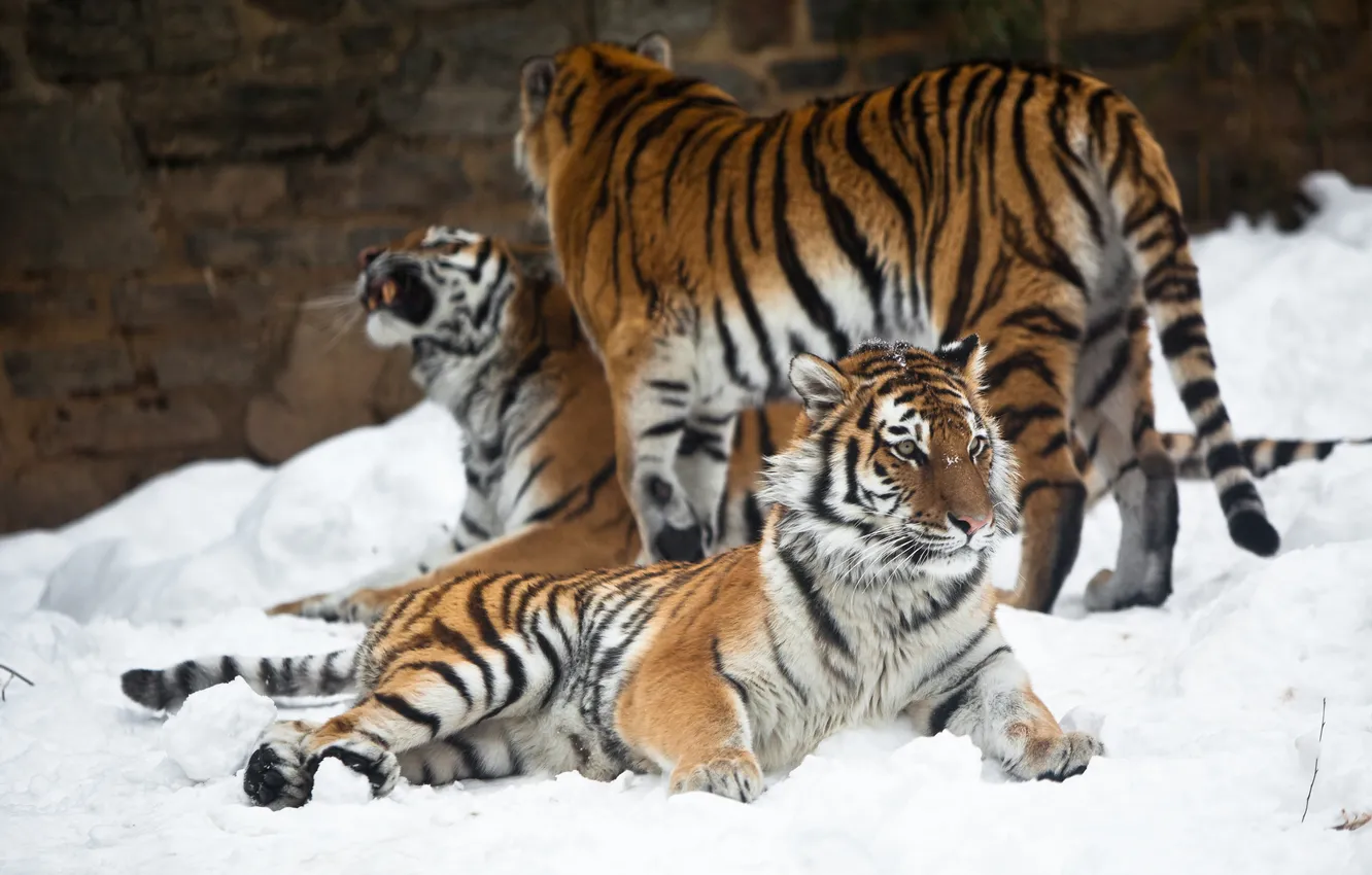 Photo wallpaper cat, snow, tiger, Amur